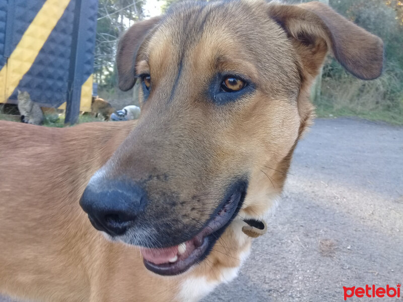 Belçika Malinois, Köpek  Miniş fotoğrafı