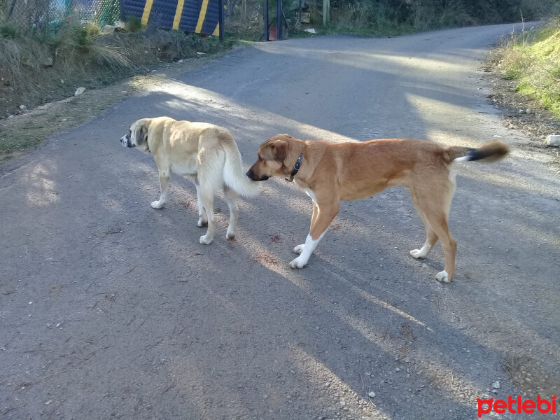 Belçika Malinois, Köpek  Miniş fotoğrafı