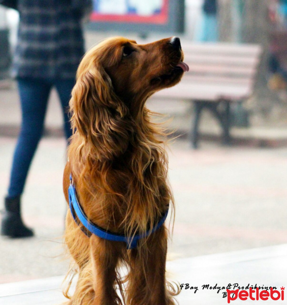 Amerikan Cocker Spaniel, Köpek  Oscar fotoğrafı