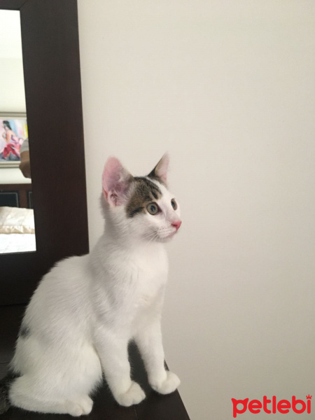 Tekir Kedi, Kedi  Minnoş fotoğrafı