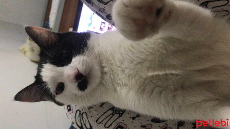 Tekir Kedi, Kedi  Pıtpıt fotoğrafı