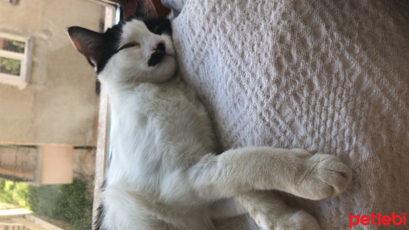 Tekir Kedi, Kedi  Pıtpıt fotoğrafı