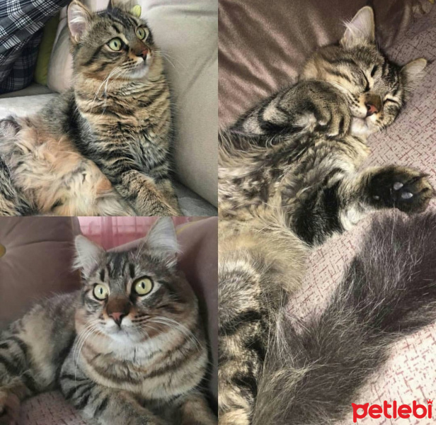 Tekir Kedi, Kedi  Kamil fotoğrafı