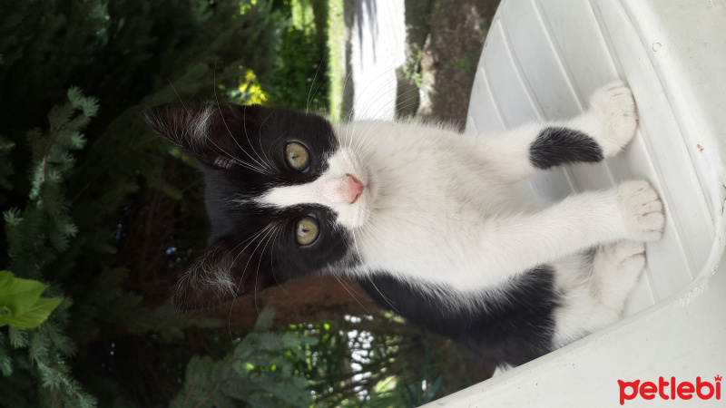 Tekir Kedi, Kedi  Daltonlar fotoğrafı