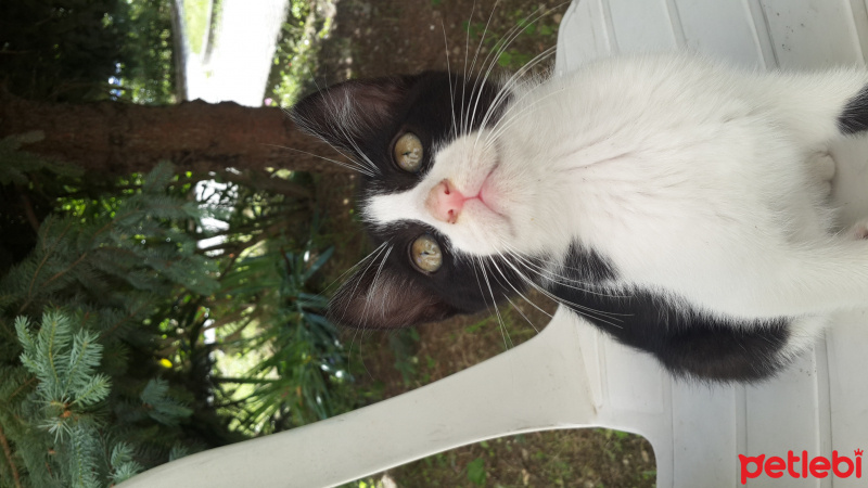 Tekir Kedi, Kedi  Daltonlar fotoğrafı