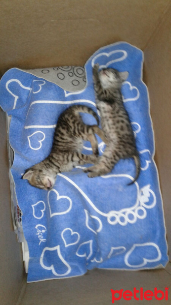 Tekir Kedi, Kedi  Tekir fotoğrafı