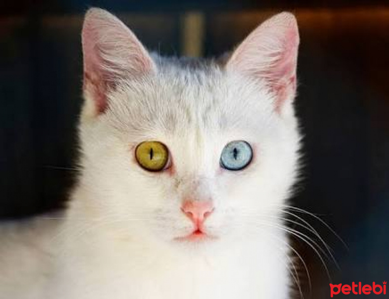 Van Kedisi, Kedi  Boncuk fotoğrafı