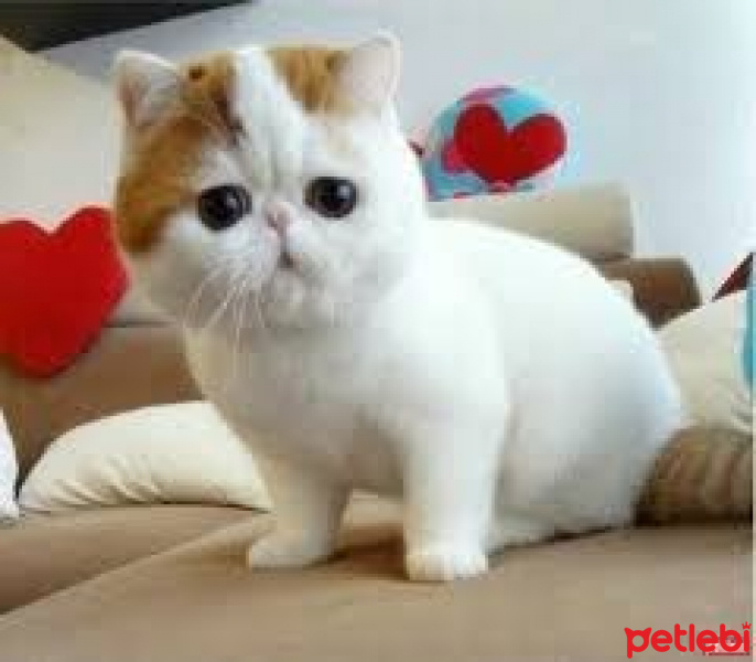Van Kedisi, Kedi  Boncuk fotoğrafı