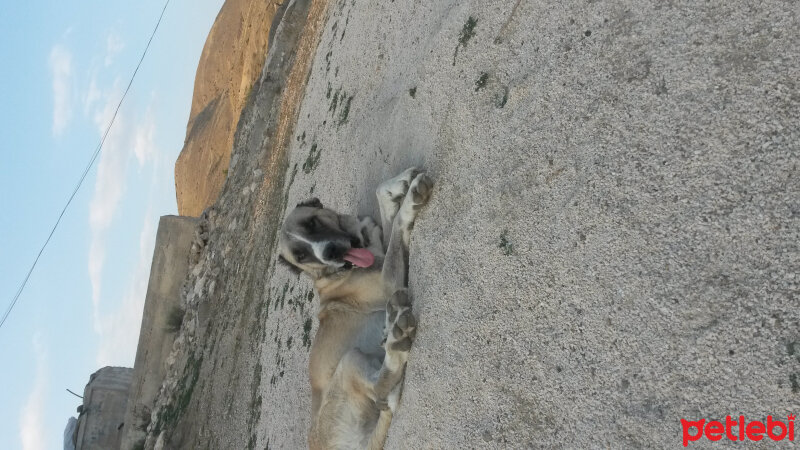 Pekingese, Köpek  Brok fotoğrafı