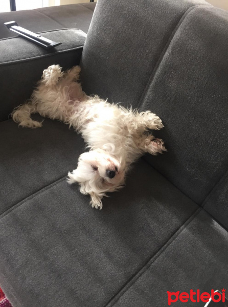 Maltese, Köpek  Mişa fotoğrafı