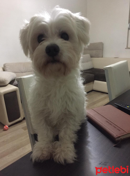 Maltese, Köpek  Mişa fotoğrafı