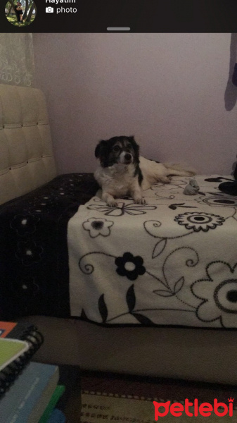 Fin Tazısı, Köpek  Nina fotoğrafı