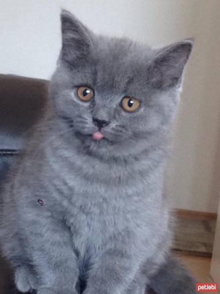 Chartreux, Kedi  miko fotoğrafı