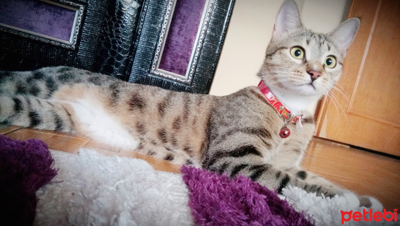Tekir Kedi, Kedi  Pişo fotoğrafı
