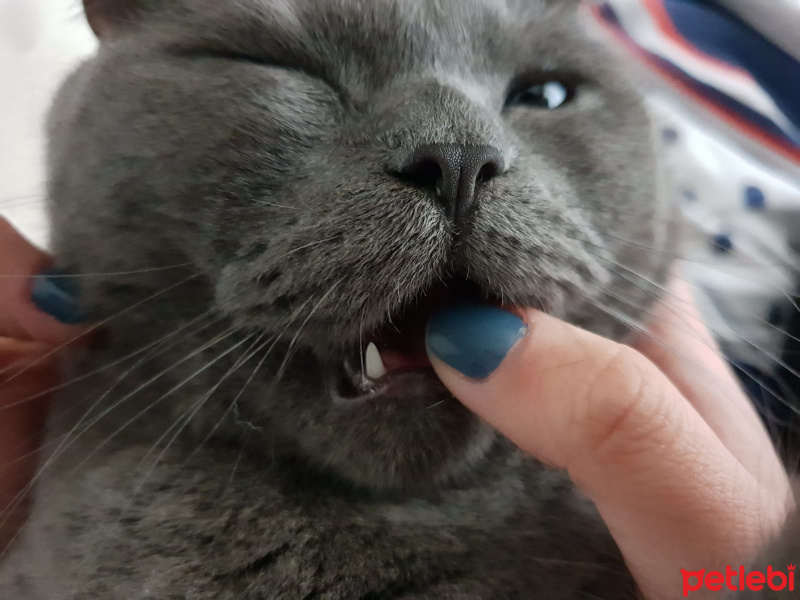 British Shorthair, Kedi  Simon fotoğrafı