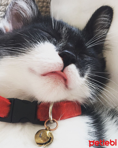 Tekir Kedi, Kedi  aigina fotoğrafı