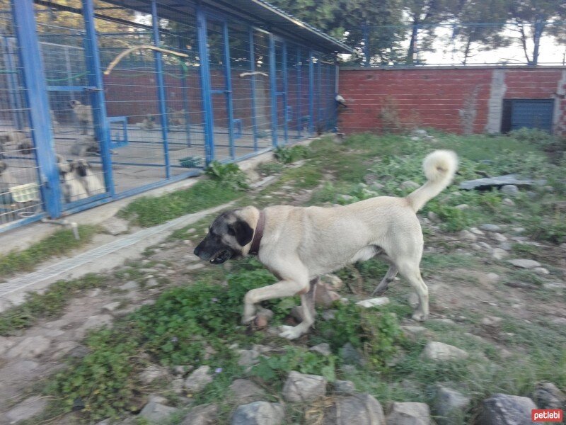 Kangal, Köpek  Haydut2 fotoğrafı