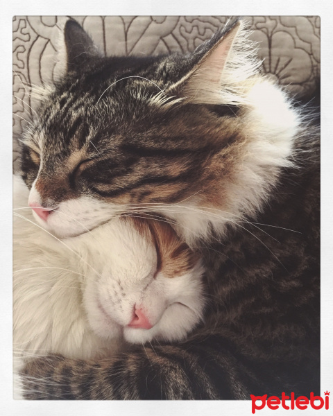 Tekir Kedi, Kedi  Hera Kelebek Paşa fotoğrafı