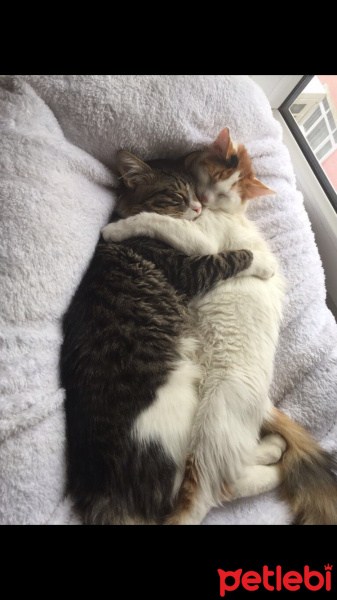 Tekir Kedi, Kedi  Hera Kelebek Paşa fotoğrafı