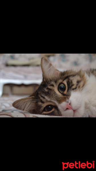 Tekir Kedi, Kedi  Hera Kelebek Paşa fotoğrafı