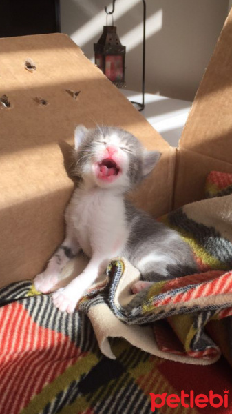 Tekir Kedi, Kedi  Hera Kelebek Paşa fotoğrafı
