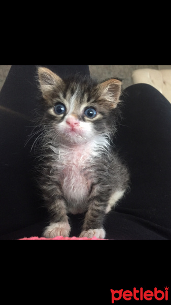 Tekir Kedi, Kedi  Hera Kelebek Paşa fotoğrafı