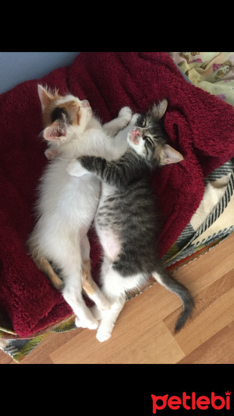 Tekir Kedi, Kedi  Hera Kelebek Paşa fotoğrafı