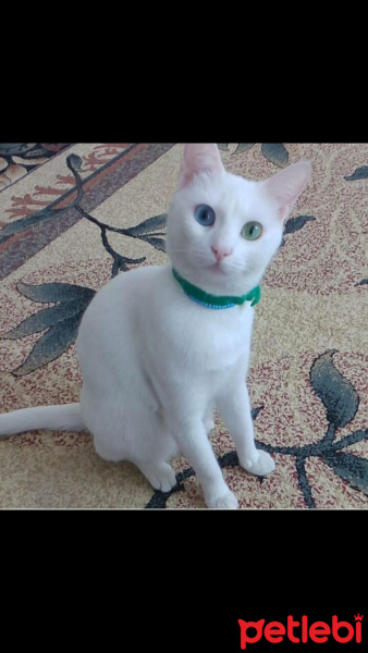 Ankara Kedisi, Kedi  Pamuk fotoğrafı
