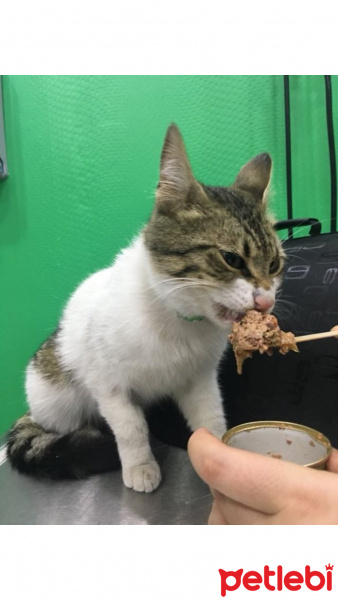 Tekir Kedi, Kedi  Zeus fotoğrafı