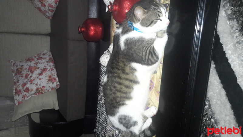 Tekir Kedi, Kedi  Simbat fotoğrafı