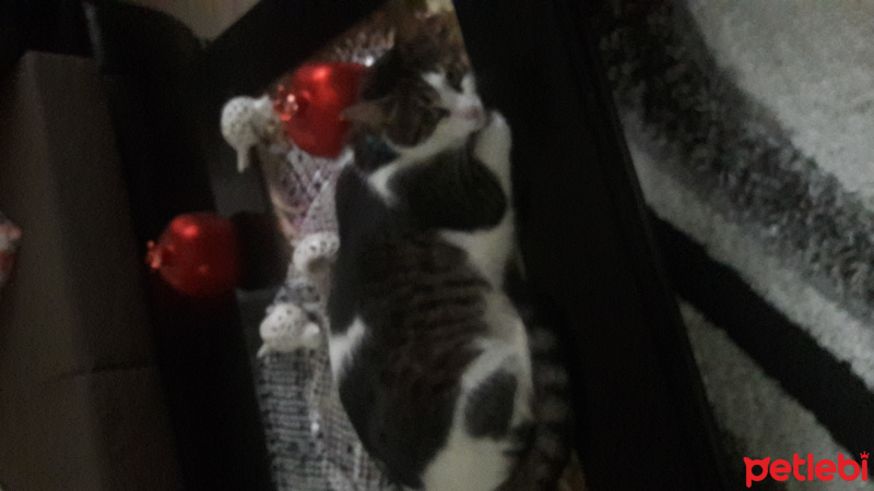 Tekir Kedi, Kedi  Simbat fotoğrafı