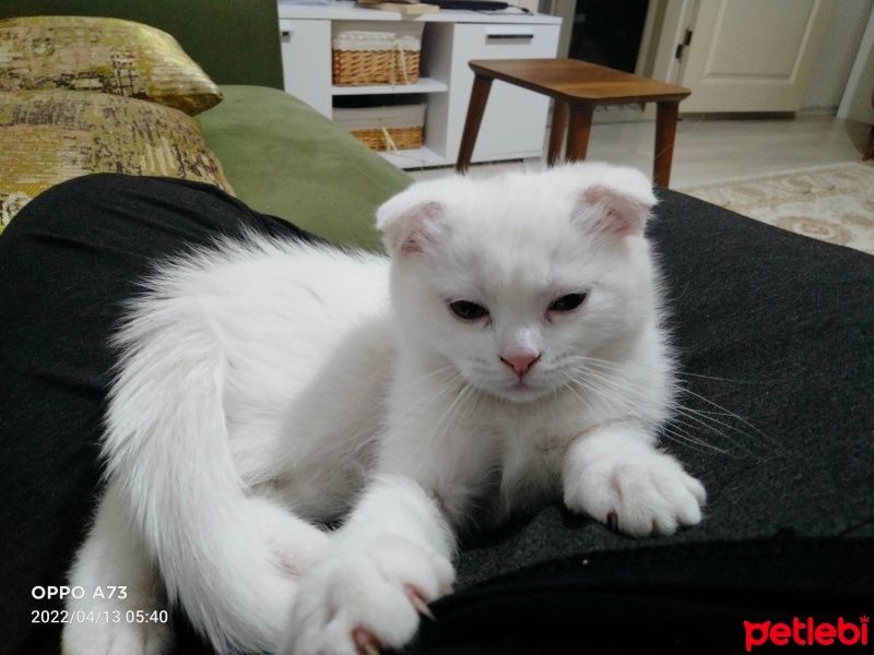 Scottish Fold, Kedi  PAMUK fotoğrafı
