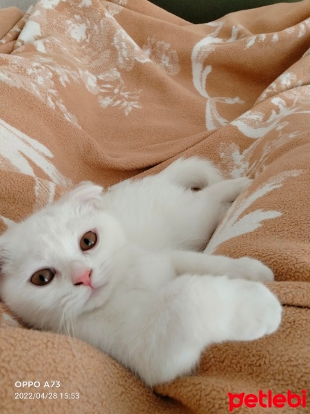Scottish Fold, Kedi  PAMUK fotoğrafı