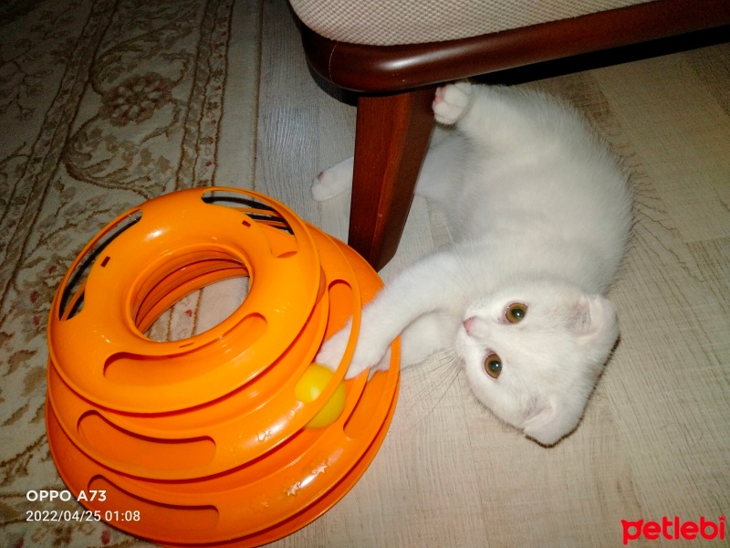 Scottish Fold, Kedi  PAMUK fotoğrafı