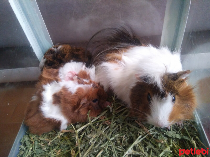 Guinea Pig, Kemirgen  Gigi fotoğrafı