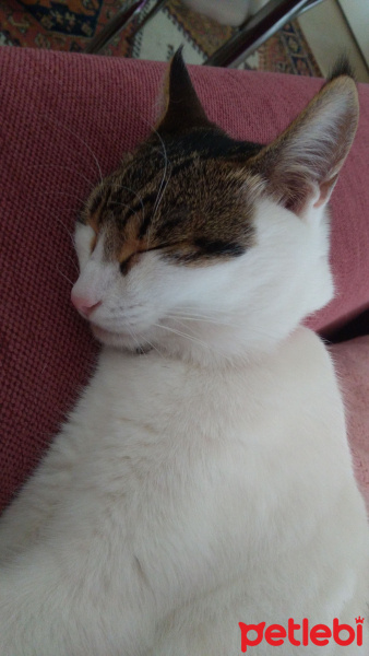 Tekir Kedi, Kedi  Süt fotoğrafı