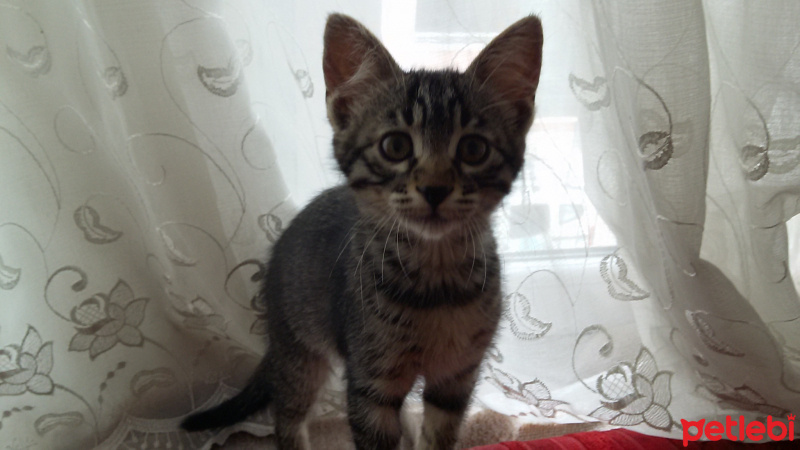 Tekir Kedi, Kedi  Pati fotoğrafı