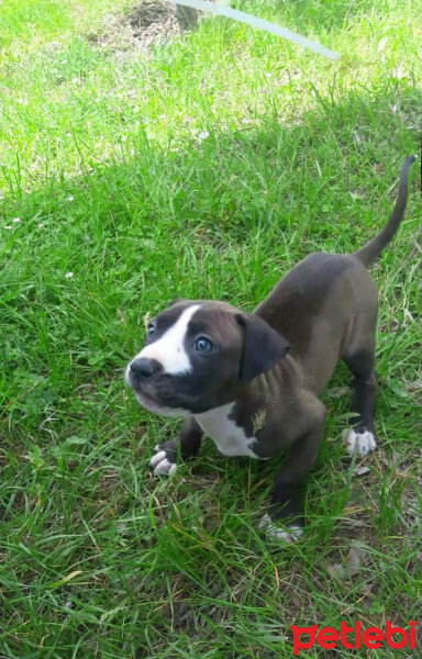 Amerikan Pitbull Terrier, Köpek  Luci fotoğrafı