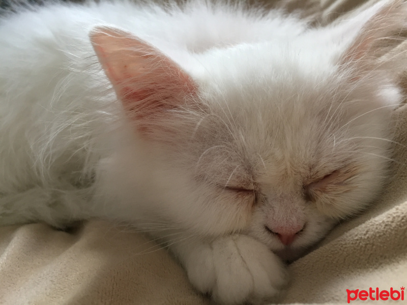 Chinchilla, Kedi  Hera fotoğrafı