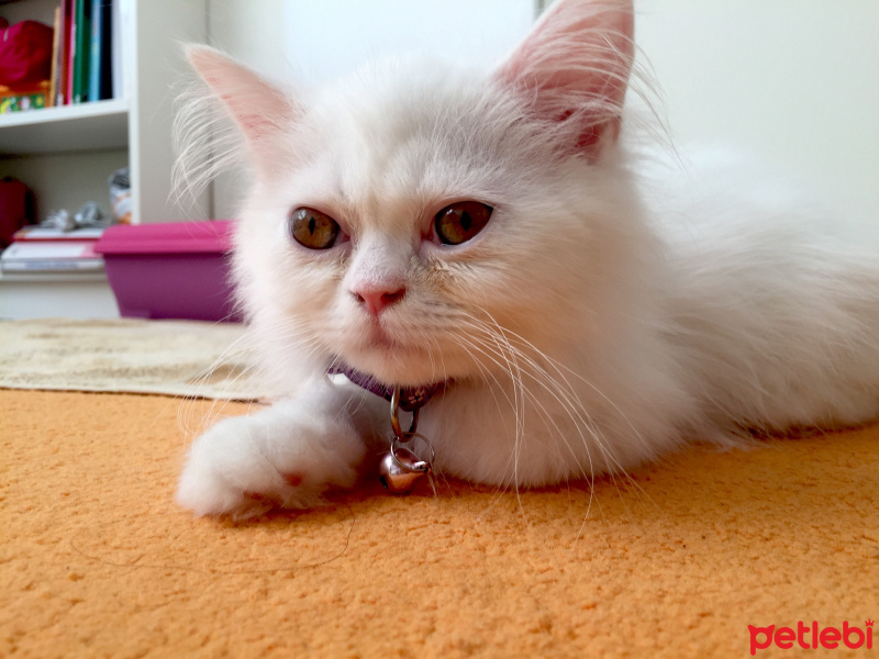 Chinchilla, Kedi  Hera fotoğrafı