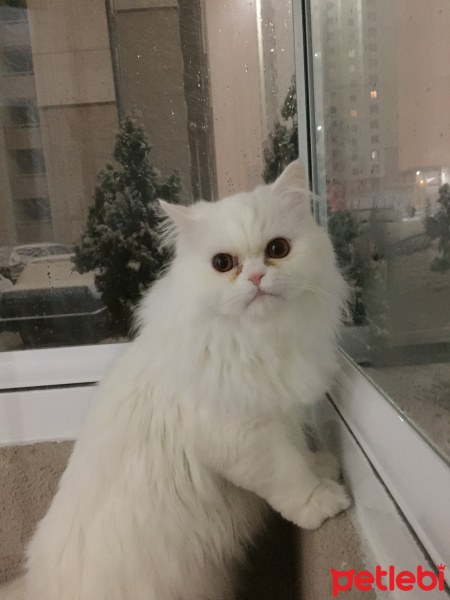 Chinchilla, Kedi  Hera fotoğrafı