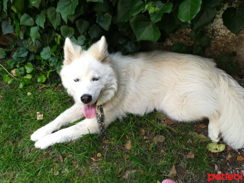 Sibirya Kurdu (Husky), Köpek  Alex fotoğrafı