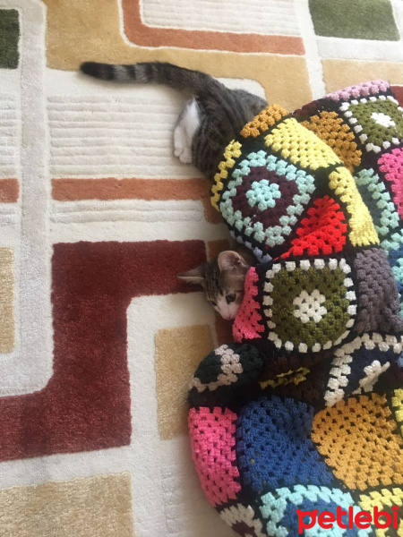 Tekir Kedi, Kedi  Lokum fotoğrafı