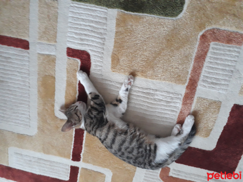Tekir Kedi, Kedi  Lokum fotoğrafı