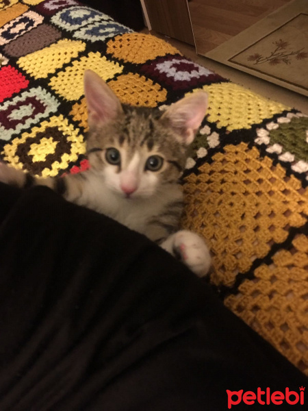 Tekir Kedi, Kedi  Lokum fotoğrafı