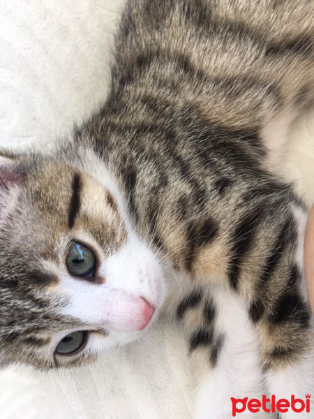 Tekir Kedi, Kedi  Lokum fotoğrafı