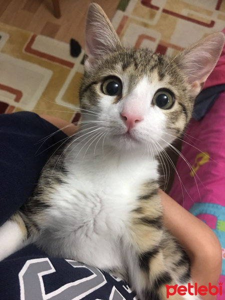 Tekir Kedi, Kedi  Lokum fotoğrafı