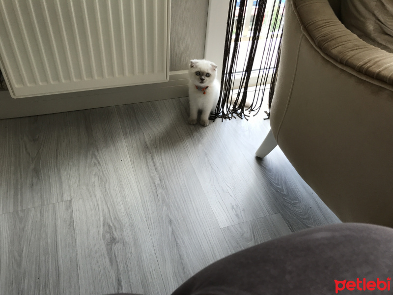 Scottish Fold, Kedi  Sherlock fotoğrafı