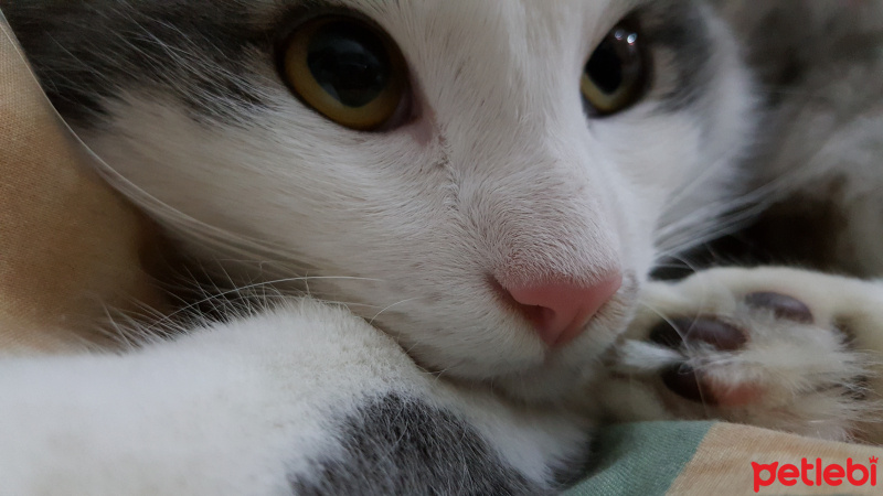 Van Kedisi, Kedi  francis fotoğrafı