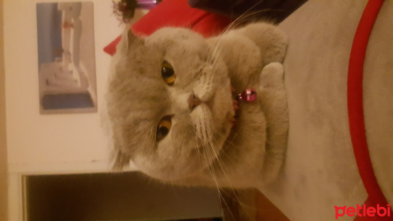 Scottish Fold, Kedi  lady fotoğrafı